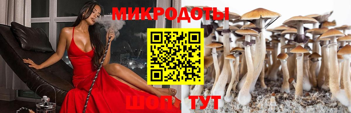 Псилоцибиновые грибы Psilocybe Томск